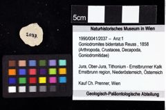 Foto (Objket + Etiketten) von Goniodromites bidentatus (Reuss, 1858) 